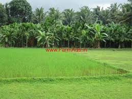 விவசாய நிலம் விற்பனைக்கு